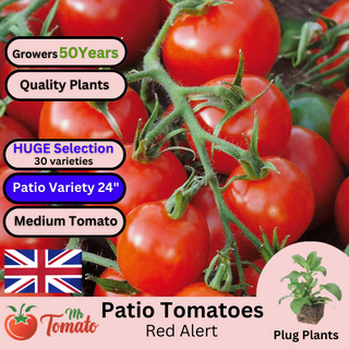 Red Alert Tomato Patio Plug Plants