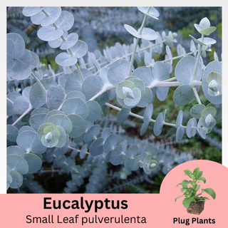 Eucalyptus pulverulenta Small Leaf Mountain Gum Plug Plants