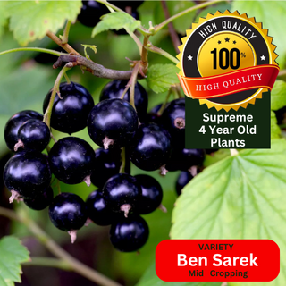 Blackcurrent Plant Bush Ben Sarek