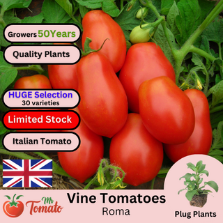 Roma Tomato Plug Plants