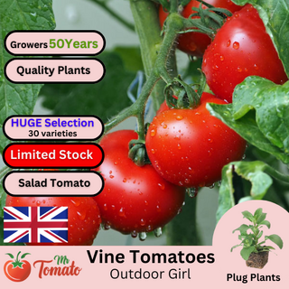 Outdoor Girl Tomato Plug Plants