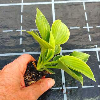 Hosta Plug Plants Mixed Pack