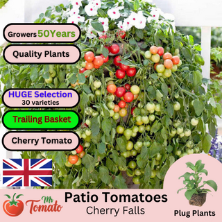 Cherry Falls Tomato Plug Plants