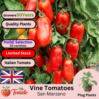 San Marzano Tomato Plug Plants
