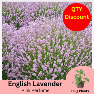 Pink Lavender angustifolia Pink Perfume Plug Plants
